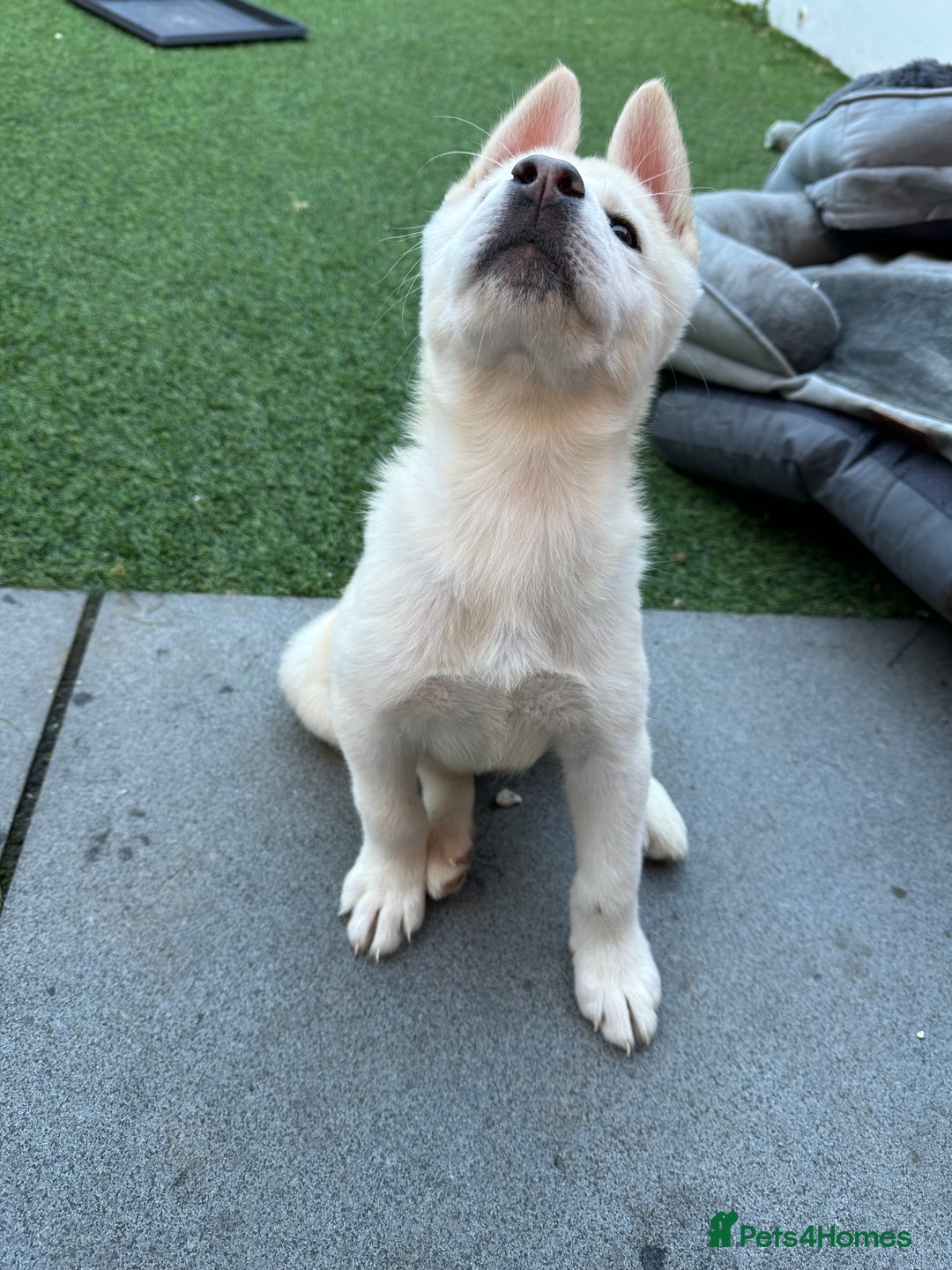 Akita dogs for sale: Beautiful Akita girl puppy for sale  - Image 4