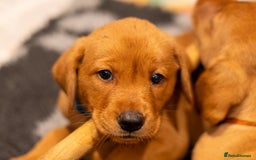 Labrador Retriever dogs for sale: KC Registered Fox Red Labrador Puppies  - Image 5