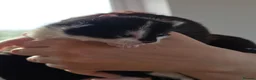 Mixed Breed cats for sale: Beautiful kittens for sale - Advert 10