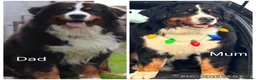 Bernese Mountain Dog dogs for sale: KC Registered Bernese Mountain Dog Puppies  - Advert 1