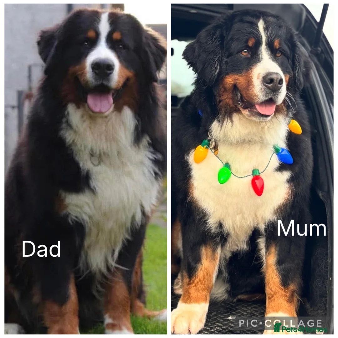 Bernese Mountain Dog dogs for sale: KC Registered Bernese Mountain Dog Puppies  - Advert 1
