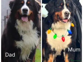 Bernese Mountain Dog dogs KC Registered Bernese Mountain Dog Puppies - Advert 15