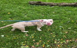 Old Tyme Bulldog dogs for sale: Old Tyme Bulldog - Image 6