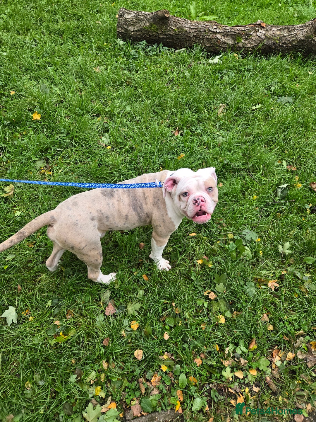 Old Tyme Bulldog dogs for sale: Old Tyme Bulldog - Image 6