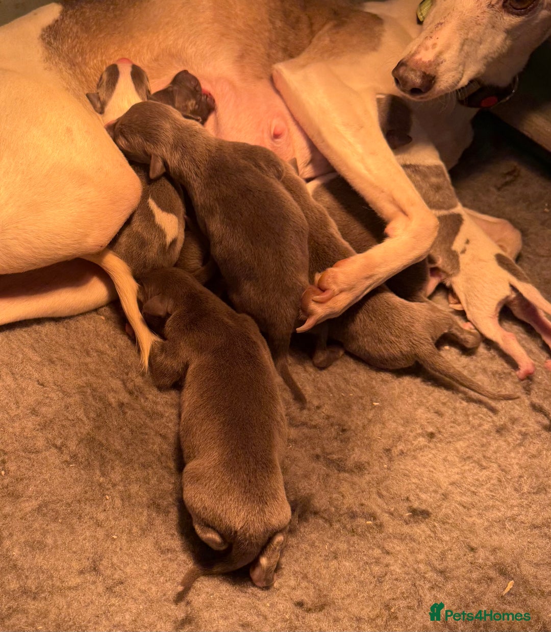 Whippet dogs for sale: 3 Stunning Whippet Boy's available  - Advert 18