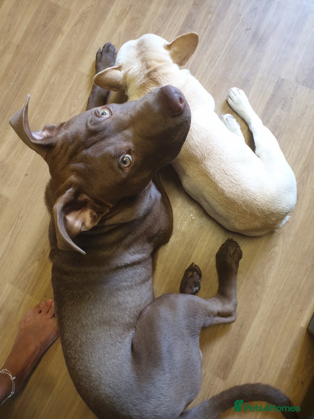 Mixed Breed dogs for sale: Handsome Ceaser 9months old - Image 9