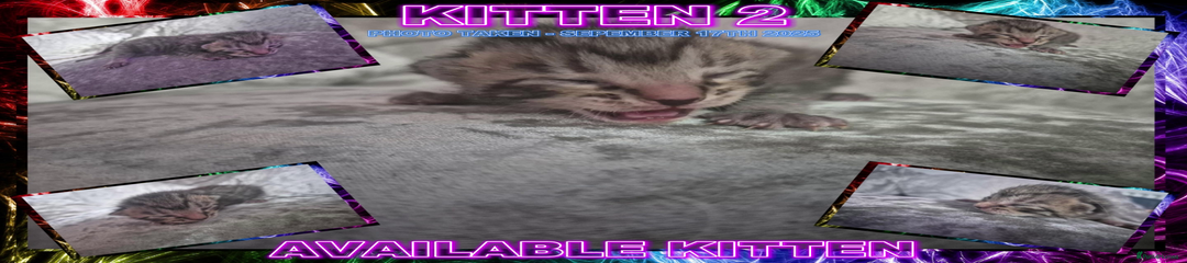 Mixed Breed Kitten 2