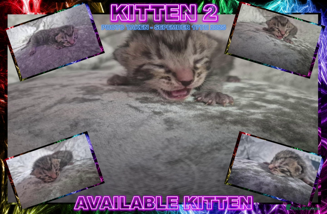 Mixed Breed cats for sale: Silver Bengal X Grey Tabby Kittens For Sale - Image 5