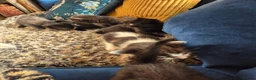 Mixed Breed cats for sale: 3 adorable black kittens - Advert 2