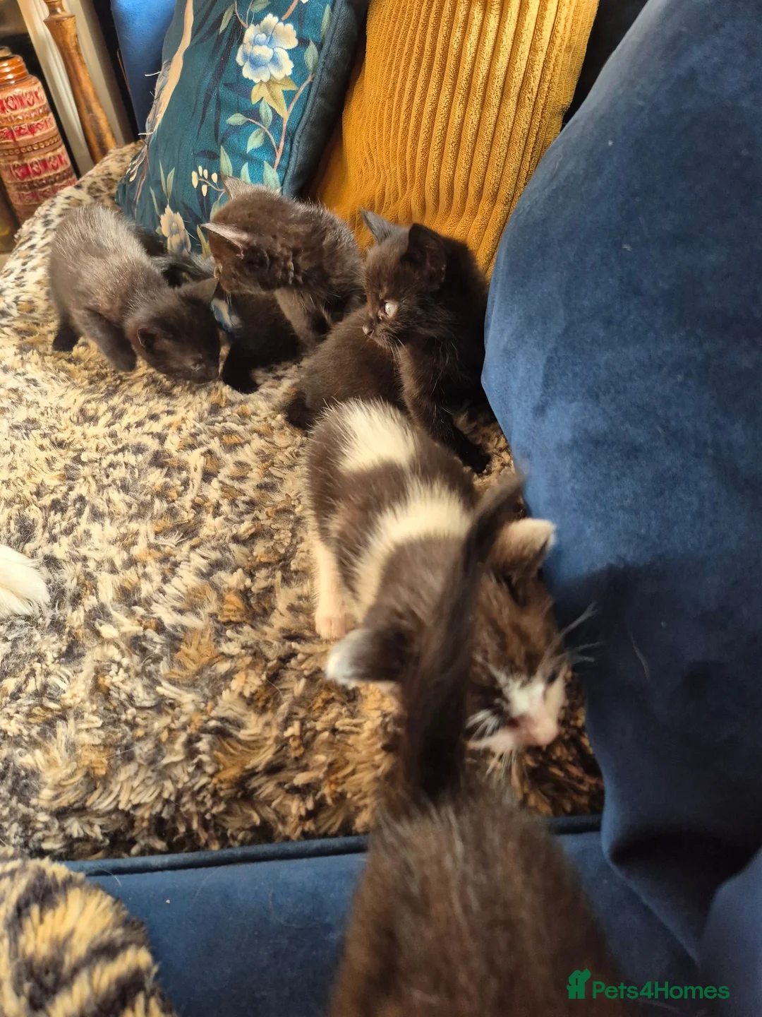 Mixed Breed cats for sale: 3 adorable black kittens - Advert 2