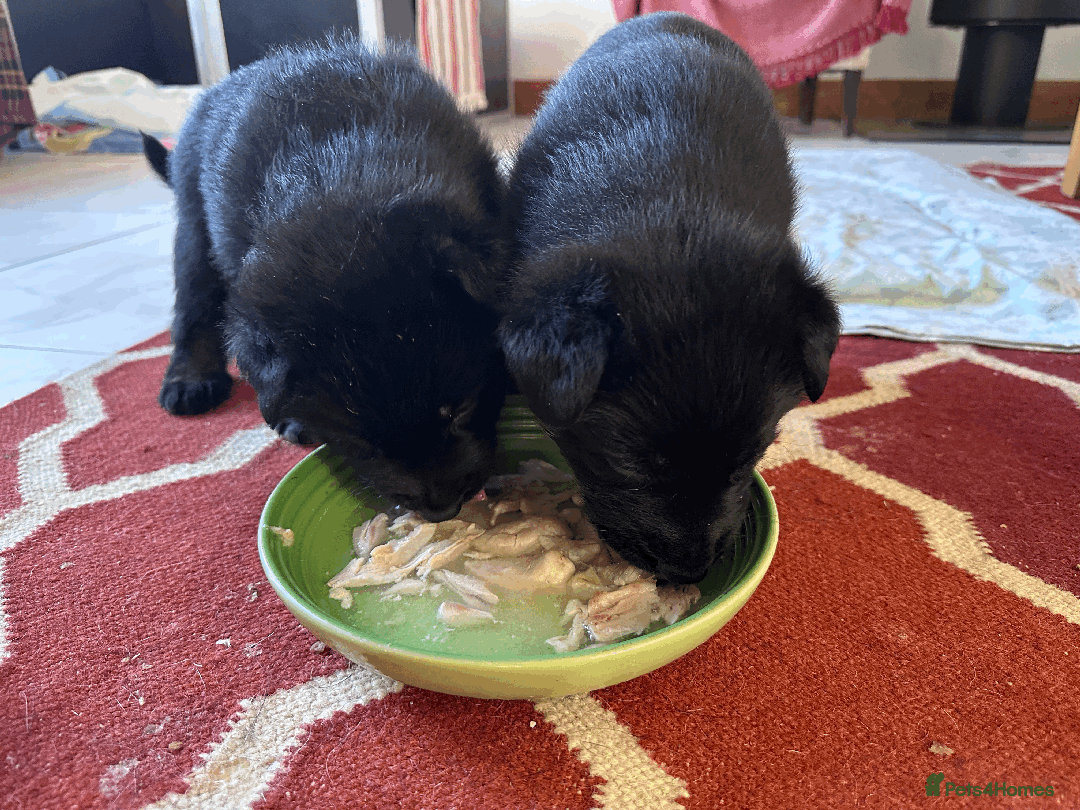 German Shepherd dogs for sale: FIVE EXCLUSIVE GSD PUPS, HOME RARED AND BRED. - Advert 27