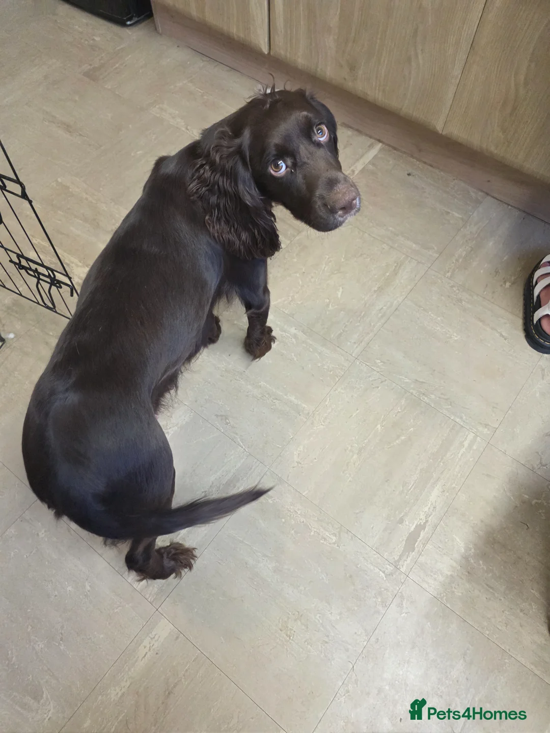 Cocker Spaniel dogs for sale: Cocker spaniel puppies for sale - Advert 2