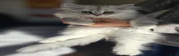 Persian cats for sale: 1 Pure Persian Chinchilla Male Kitten - Advert 9