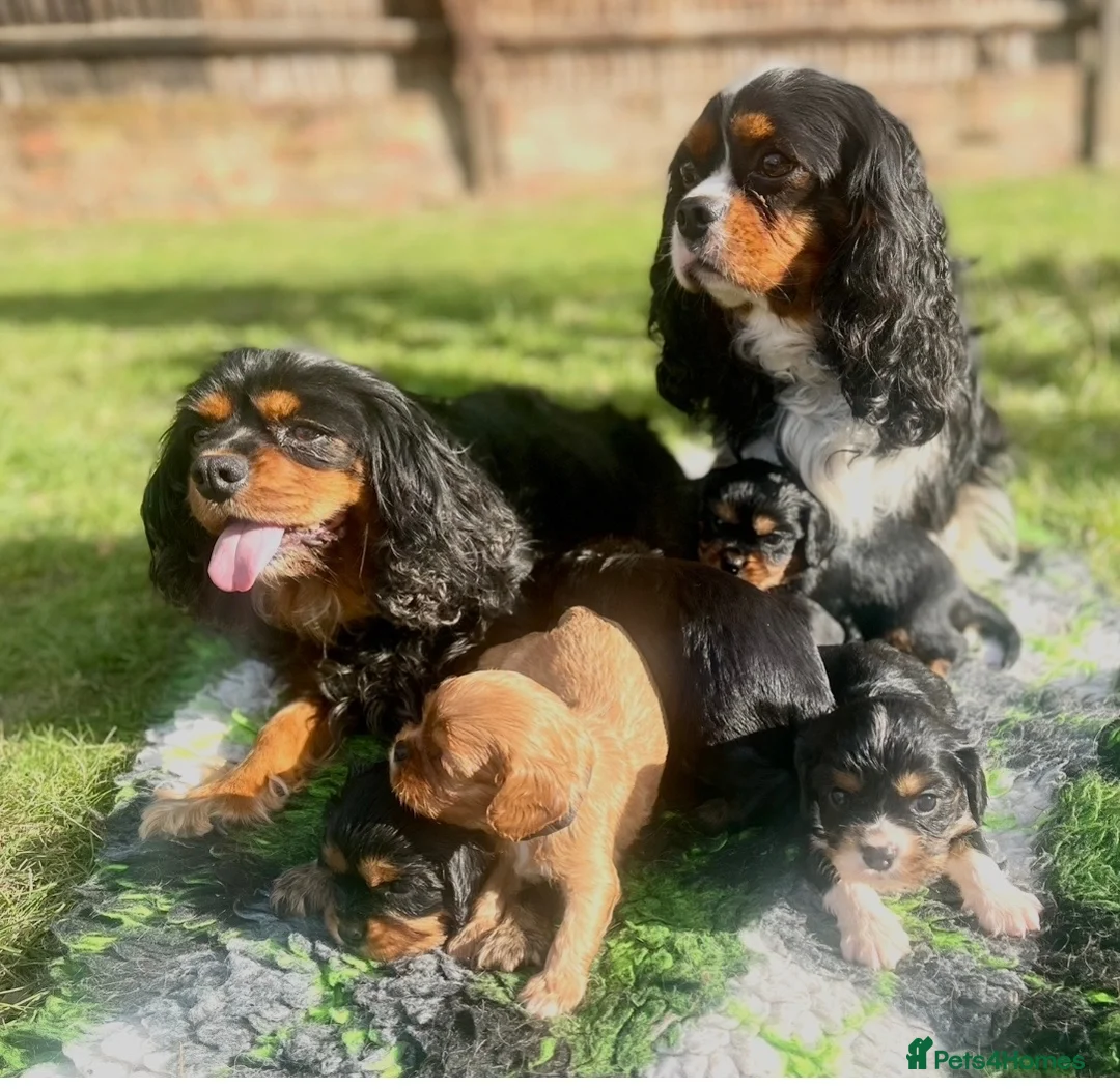 Cavalier King Charles Spaniel dogs for sale: Adorable RKC registered Health Tested Cavaliers  - Advert 10