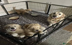 Golden Retriever dogs for sale: Beautiful Chunky golden retriever  - Advert 9