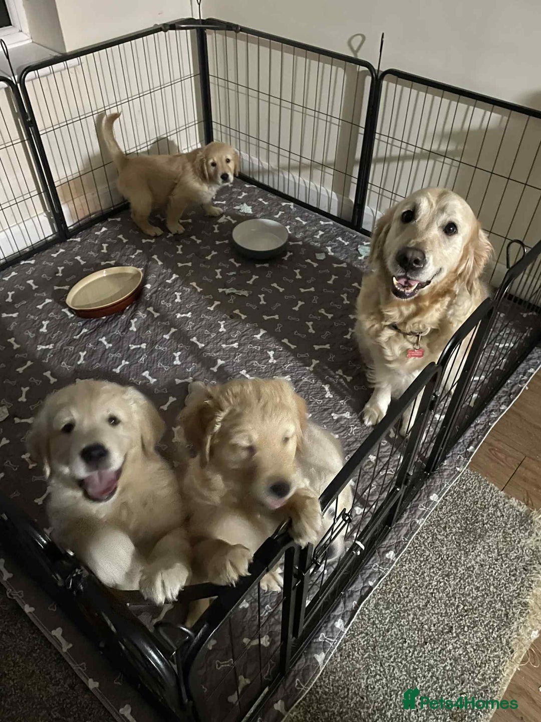 Golden Retriever dogs for sale: Beautiful Chunky golden retriever  - Advert 9