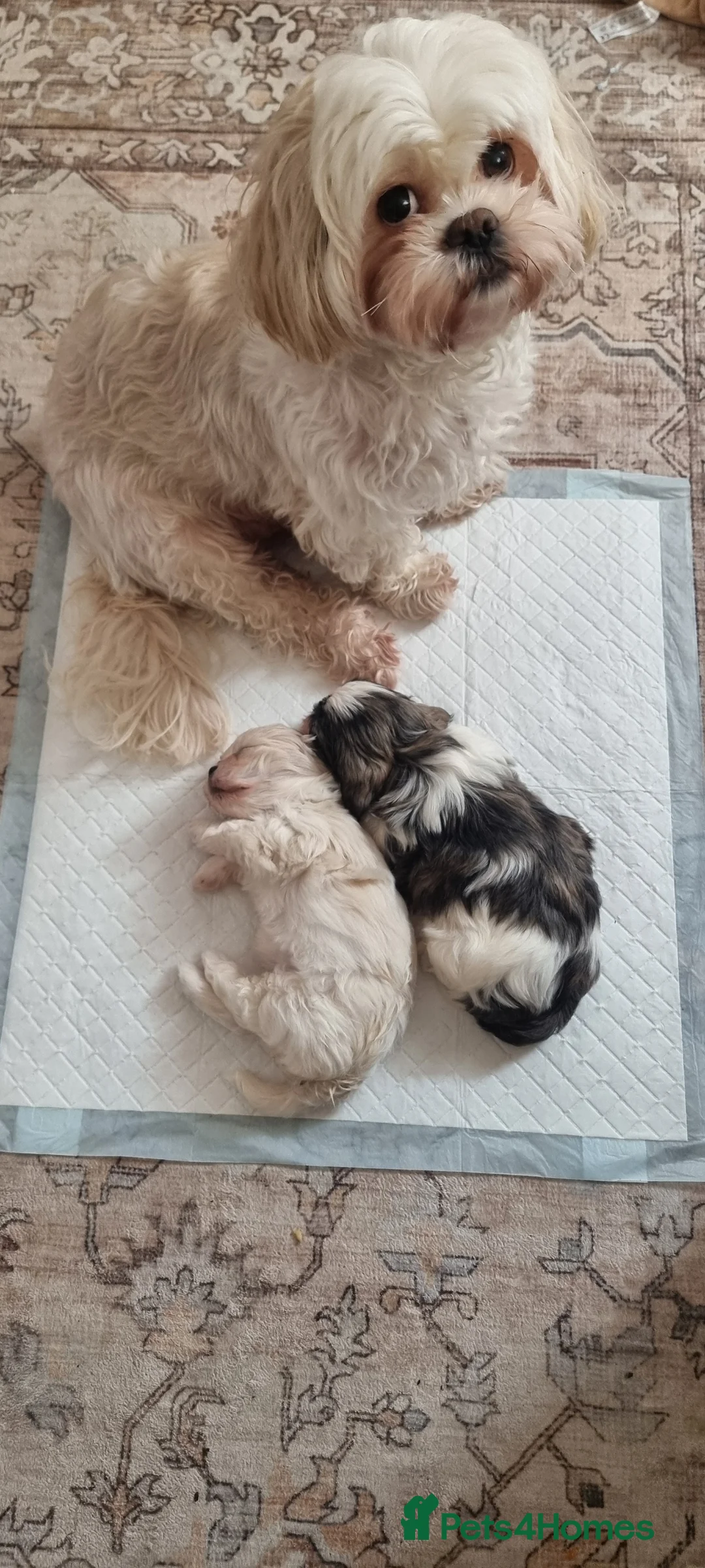 Shih Tzu dogs for sale: Twin girls available  - Advert 12