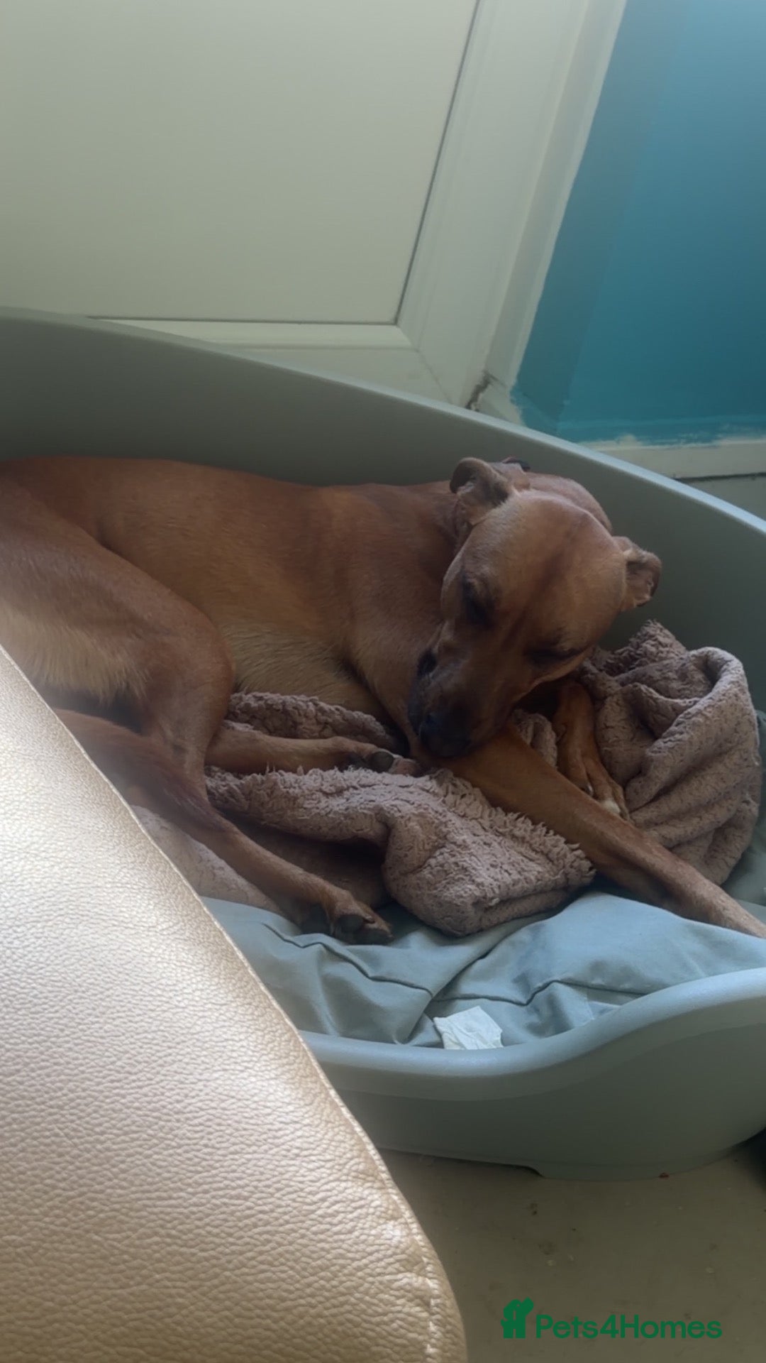 Mixed Breed dogs Lurcher x staffy - Advert 13