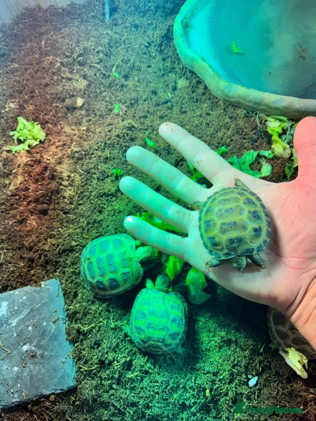 Tortoise reptiles for sale: BABY HORSFIELDS & SET UPS! - Advert 14
