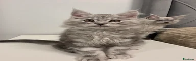 RESERVED Maine Coon Kitten 3 - blue boy