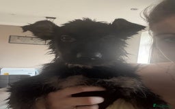German Shepherd dogs for sale: *NOW REDUCED* German Shepherd Puppies in Grimsby - Image 23