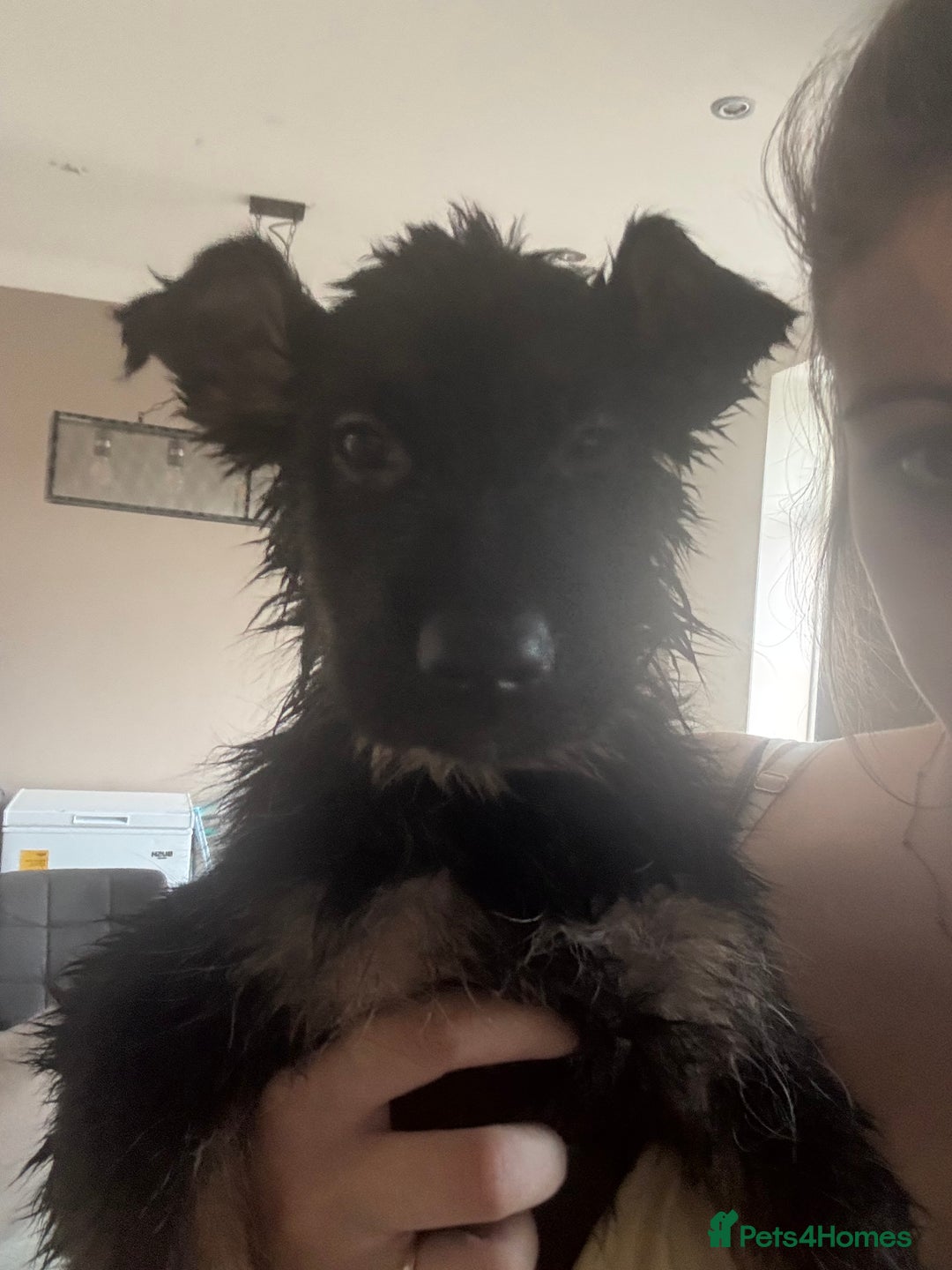 German Shepherd dogs for sale: *NOW REDUCED* German Shepherd Puppies in Grimsby - Image 23