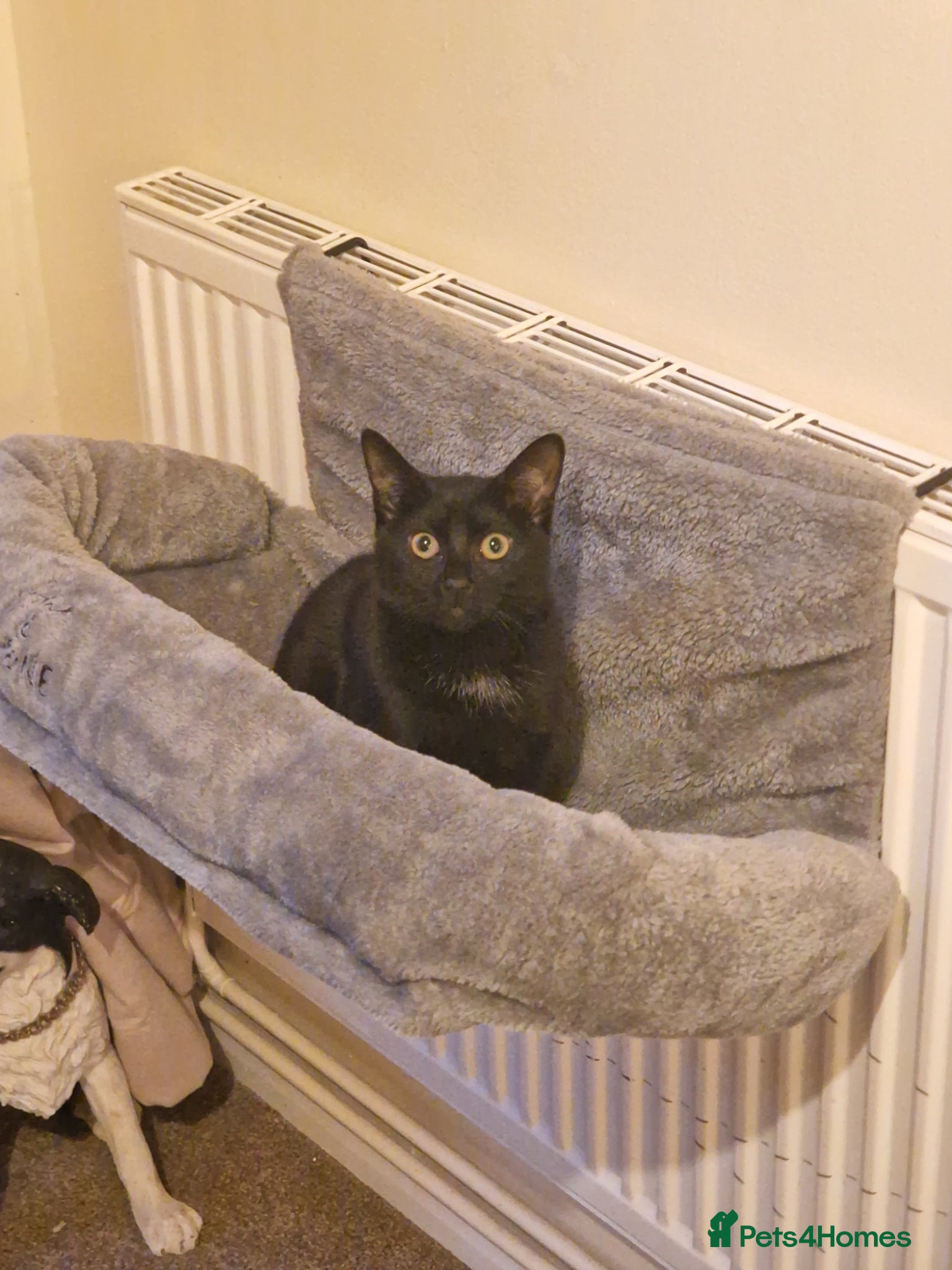 Domestic Shorthair cats Olive, 8 month old female - Advert 3