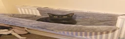 Domestic Shorthair cats for adoption: Olive, 8 month old female in Reading - Advert 1