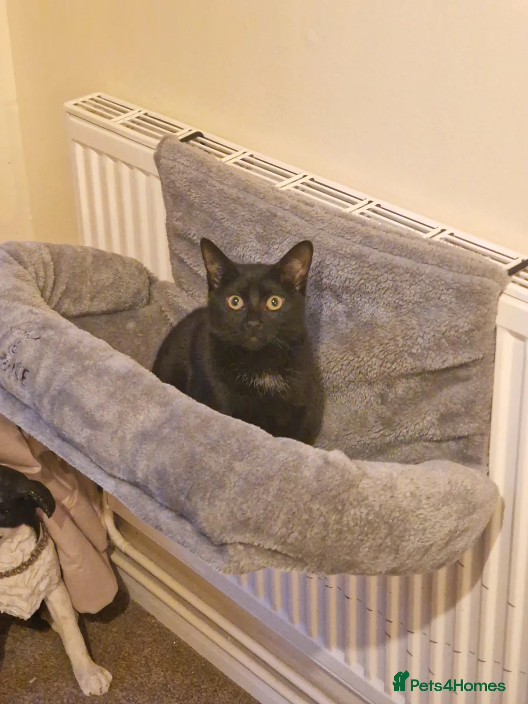 Domestic Shorthair cats for adoption: Olive, 8 month old female in Reading - Advert 1