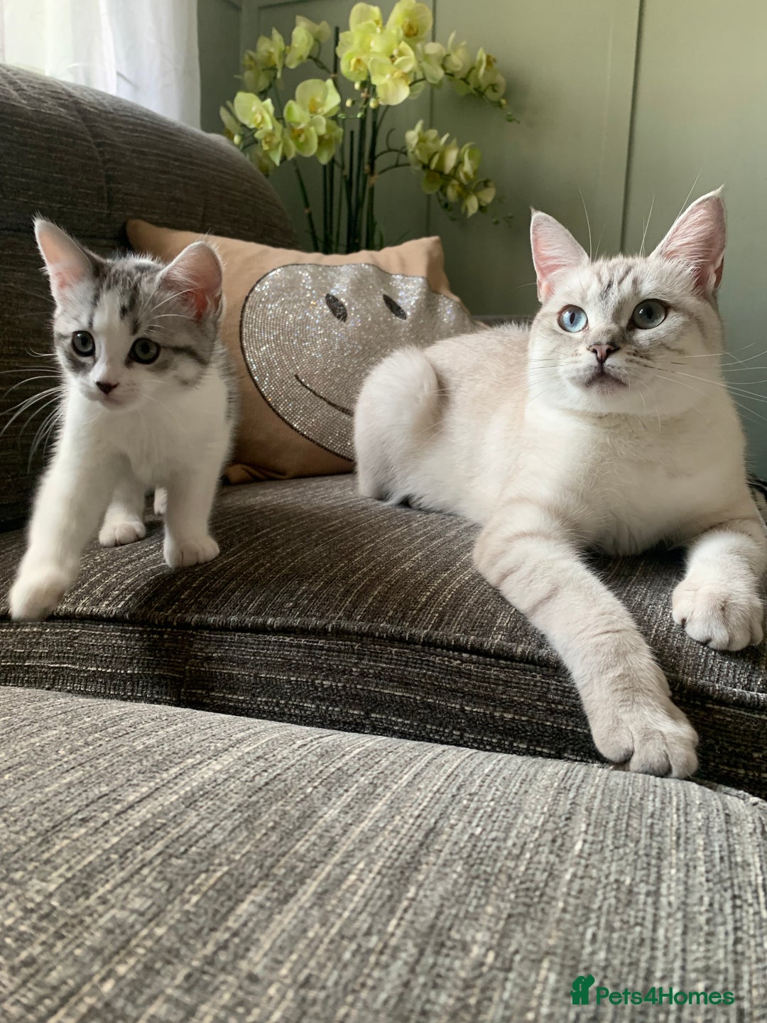 Maine Coon cats for sale: Silver spotted tabby & white girl kitten  - Image 6