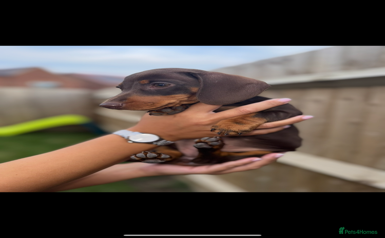 Miniature Dachshund dogs - Advert 2