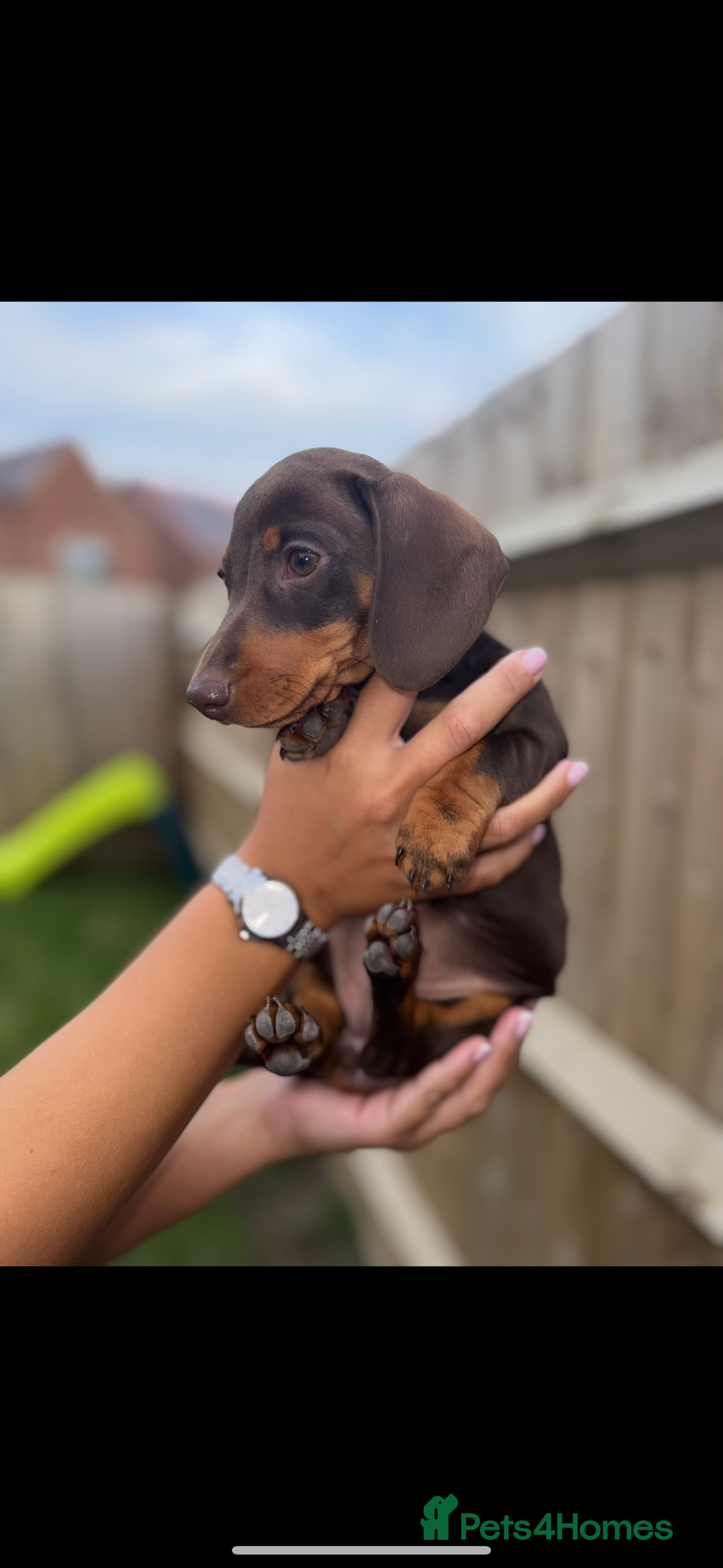 Miniature Dachshund dogs for sale: Beautiful KC female miniature dachshund💗 - Image 1