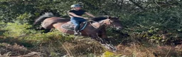 Irish Sports horses for sale: Seriously Talented Prospect  - Advert 2