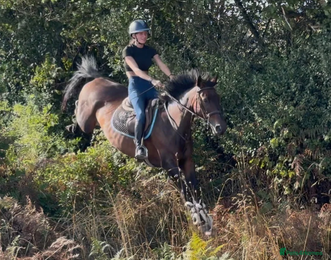 Irish Sports horses for sale: Seriously Talented Prospect  - Advert 2