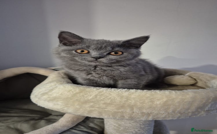 British Shorthair cats - Advert 12