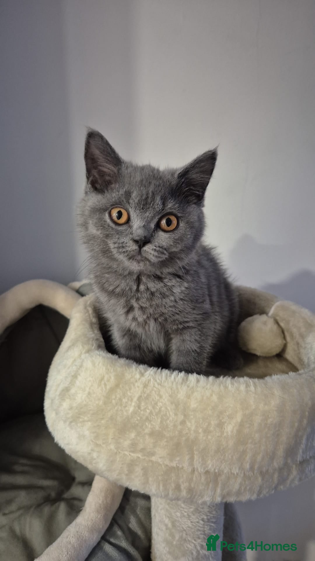 British Shorthair cats for sale: GCCF REGISTERED ACTIVE British Shorthair Female - Image 1