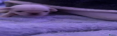 Pug 1