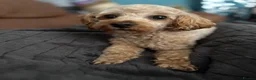 Cavapoochon dogs for sale: F1B Cavapoochon (Toy Poodle) - Advert 8