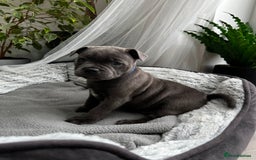 Staffordshire Bull Terrier dogs for sale: 🔷 Pharaon Champion Line Pups 🔷 in Wolverhampton - Image 18