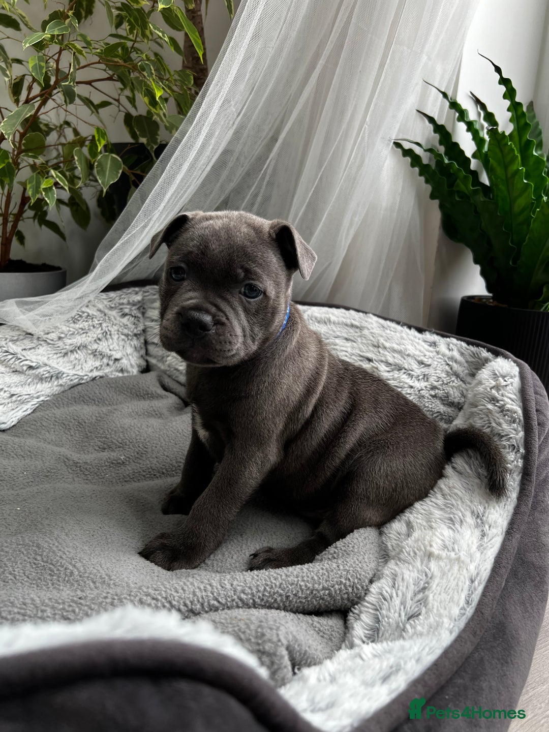 Staffordshire Bull Terrier dogs for sale: 🔷 Pharaon Champion Line Pups 🔷 in Wolverhampton - Image 18