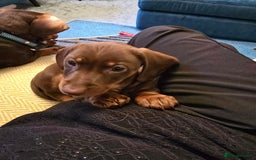 Miniature Dachshund dogs for sale: 3 Little Magical Miniature Dachshunds for Sale - Image 19