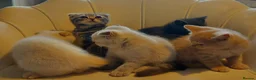 British Shorthair cats for sale: 5 handsome boys Bradford  - Advert 10