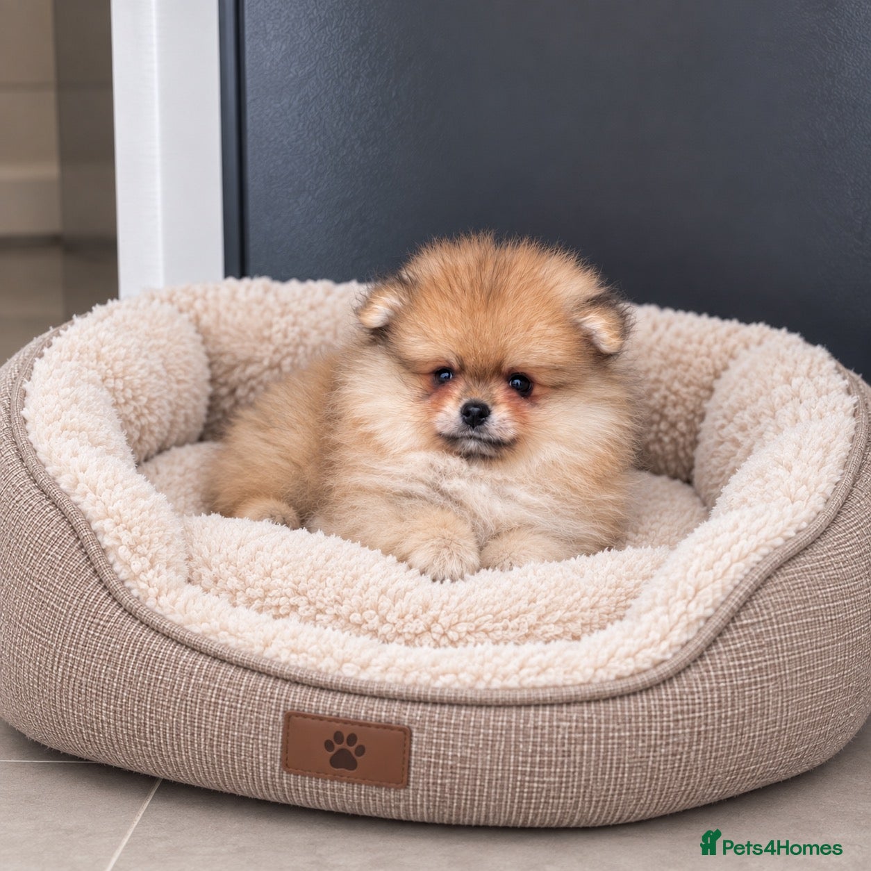 Pomeranian dogs Outstanding Orange Quality Teddy Bears 🧸  - Advert 1
