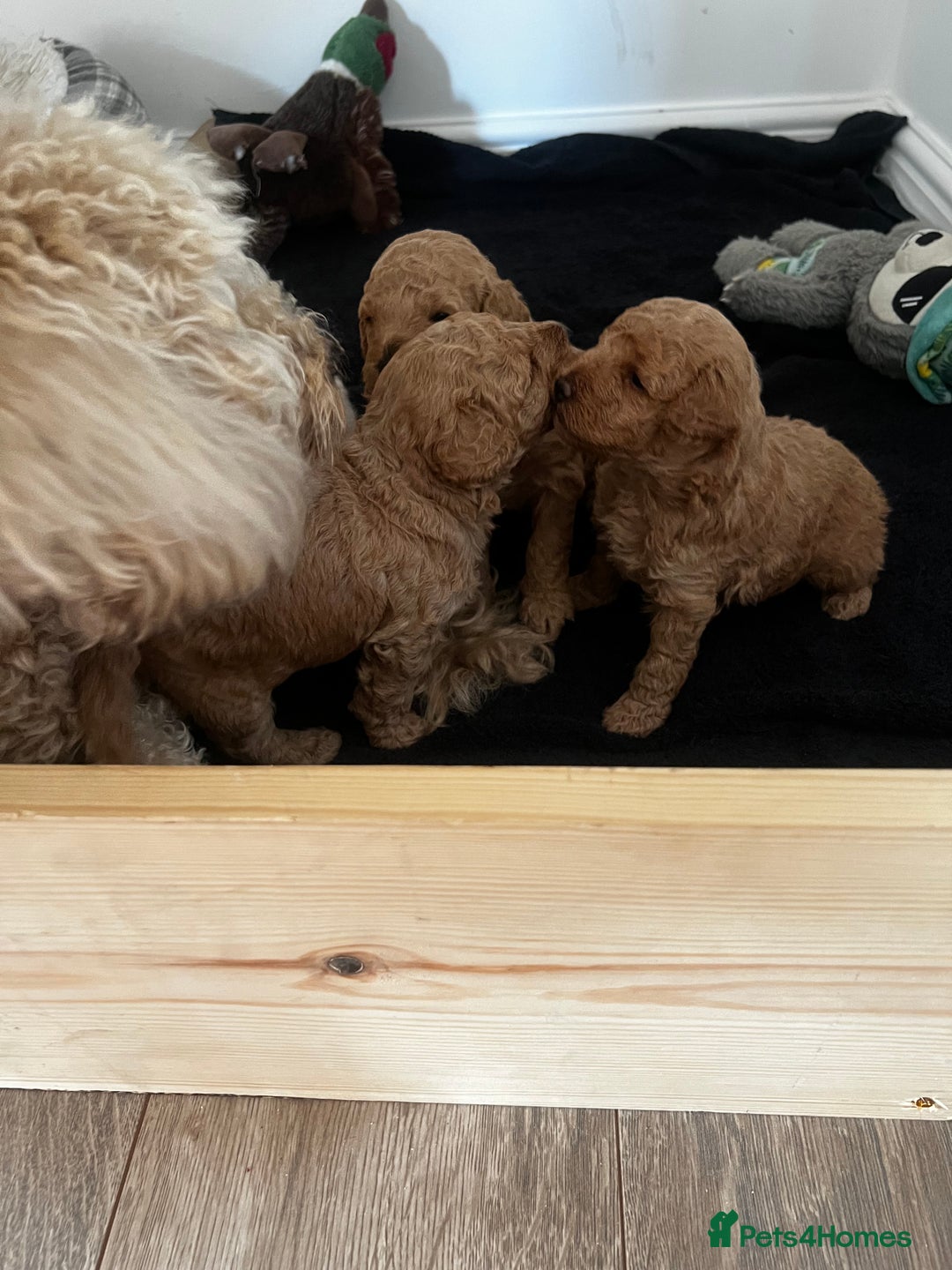 Miniature Poodle dogs for sale: Gorgeous miniature poodles  - Image 3