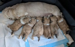 Mixed Breed dogs for sale: Lhasa Apso puppies in Kent - Image 1