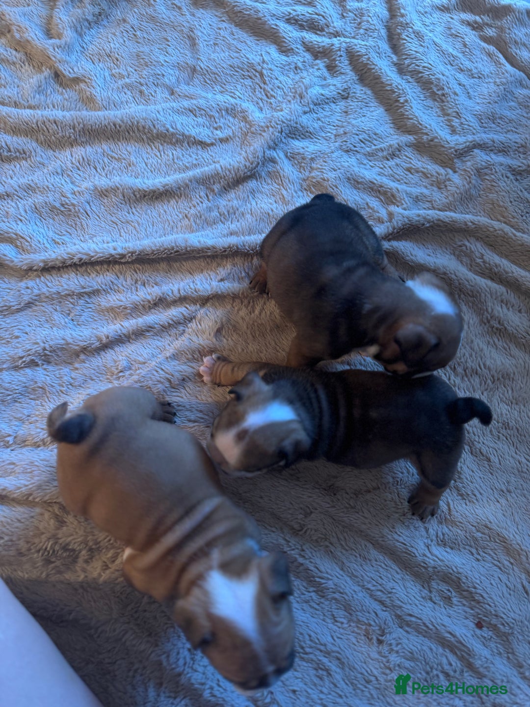 English Bulldog dogs for sale: Red and White English Bulldogs  - Advert 6