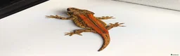 Gecko reptiles for sale: Orange blotch gargoyle gecko cb26 - Advert 7
