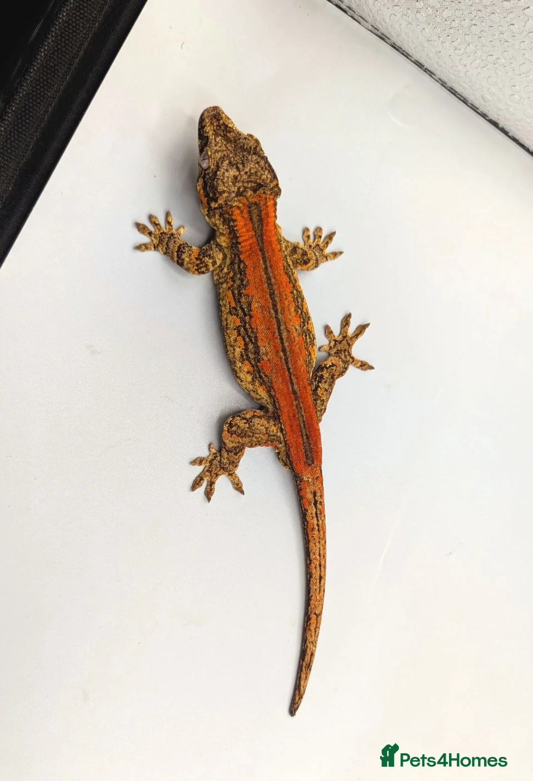 Gecko reptiles for sale: Orange blotch gargoyle gecko cb26 - Advert 7