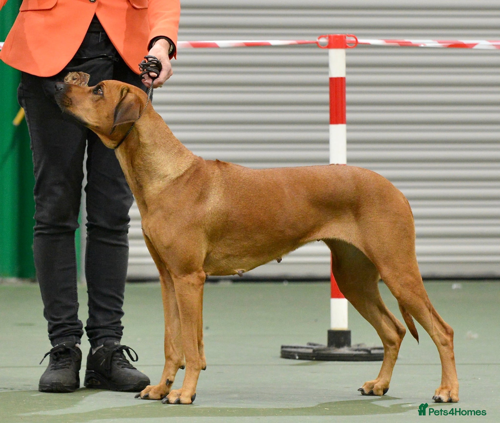 Rhodesian Ridgeback dogs for sale: Rhodesian Ridgeback puppies due 26th June 2026 in Stockbridge - Advert 11