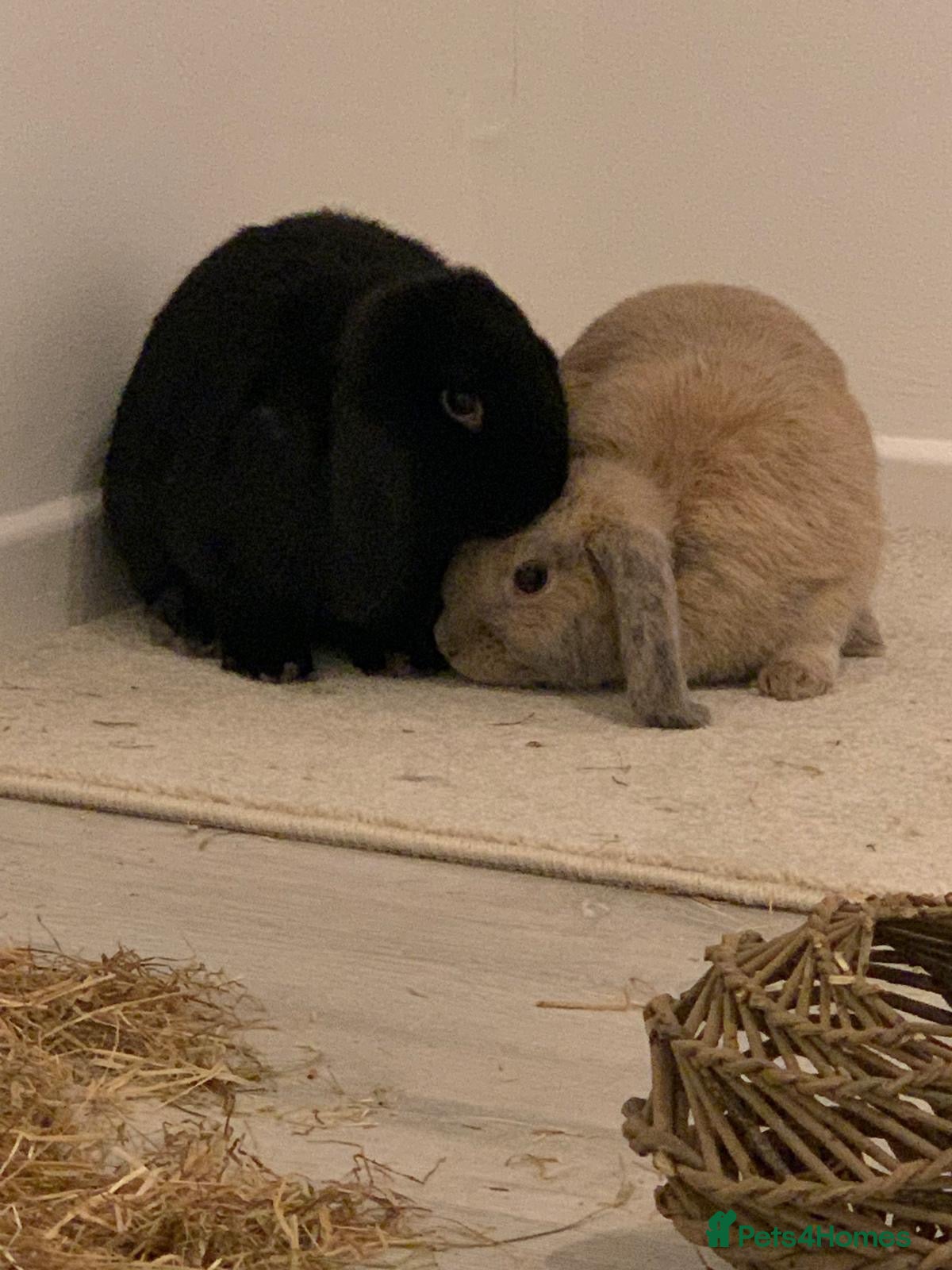 Dwarf Lop rabbits for sale: Paired Brown + Black 2yr old Dwarf Lop - Advert 1